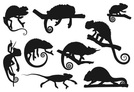 Chameleon lizard, animal reptile silhouettes icons, vector. Cartoon chameleon or cameleon in camouflage sitting on tree branch, jungle tropical lizard and exotic pet, zoology park or wildlife natureのイラスト素材