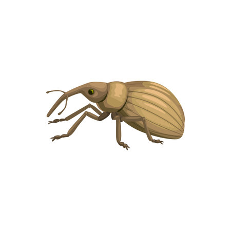 Weevil snout beetle icon, insect pest control disinsection and extermination, vector. Weevil or snout beetle bug, agrarian vermin and domestic parasite disinfection, agrarian pesticide pest controlのイラスト素材