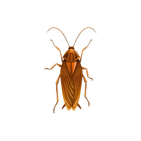 Cockroach icon, insect parasite and pest control, domestic disinsection, vector isolated. Cockroach or roach insect parasite, disease prevention, sanitary disinfection and exterminationのイラスト素材
