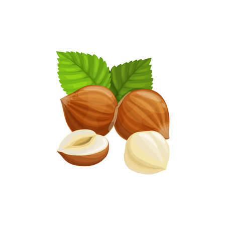 Hazelnut in hard shell with green leaves isolated cartoon superfood icon. Vector hazel-nut, vegetarian food dessert. Cobnut or filbert nut with leafy bud, peeled snack, edible forest nutsのイラスト素材