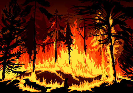 Pine forest fire, wildfire danger disaster with burning trees, grass and bushes, vector background natural disaster of burning forest in fire flames, nature and environment ecology catastropheのイラスト素材