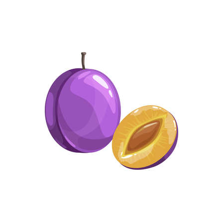 Prunes or plum fruit, ripe garden vector plant, organic production. Cartoon juicy natural healthy farm damson whole and half piece with stem and pit isolated design element on white backgroundのイラスト素材