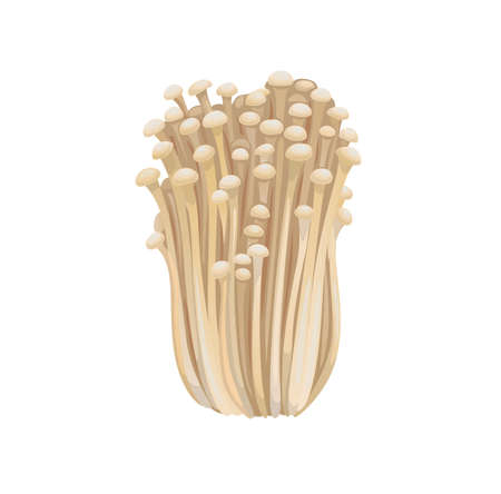 Raw isolated enoki mushrooms, gold needle enokitaki mushroom bunch on white background. Vector exotic fungi, organic asian food ingredient, gourme meal, asian cuisine delicacy fungusのイラスト素材