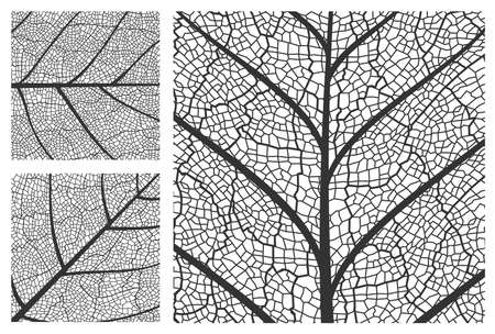 Leaf texture pattern background, vector closeup plant leaf pattern with veins and cells. Foliage and floral nature ornament design of tree leaf in black and white line prints closeupのイラスト素材