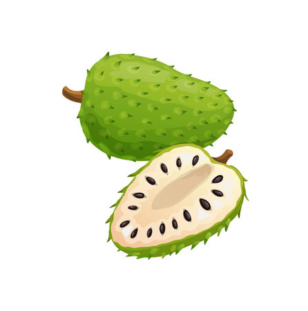 Soursop or sour apple whole and cut isolated tropical fruit. Vector Annona muricata edible fruit,...