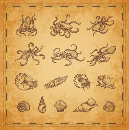 Octopus, cuttlefish and shellfish mollusc sketches. Vintage map elements, vector ocean monsters and deep-sea creatures with tentacles and shells. Nautilus, cuttlefish and conch, scallop seashellsのイラスト素材