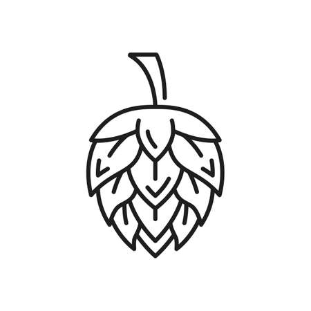 Flower of hope plant isolated beer ingredient thin line icon. Vector german brewing industry product, infusion, tincture hop outline. Humulus flowering plant, herbal medicine seed cones or strobilesのイラスト素材