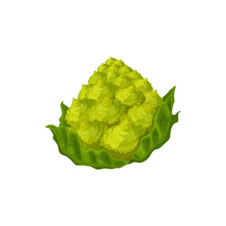 Romanesco cabbage head isolated green vegetable raw food isolated icon. Vector cauliflower cabbage, healthy organic vegetable, green veggie with leaves. Headed raw vegetarian food, whole romanesqueのイラスト素材