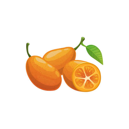 Meiwa kumquat tropical exotic fruit with leaf whole and cut isolated. Vector Kumquats, cumquats, Marumi or Morgani kumquat Citrus japonica. Healthy edible fruit natural organic food, dessert snackのイラスト素材