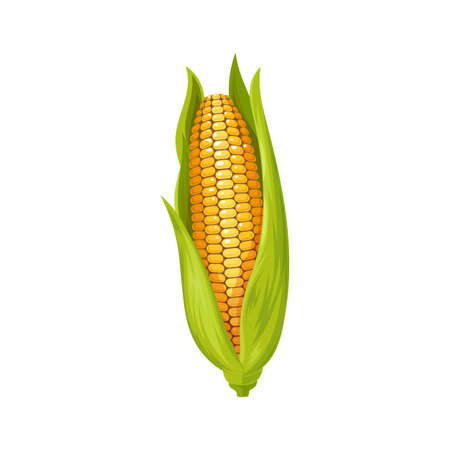 Corn cob isolated yellow maize with leaves. Vector agriculture and farming crop, natural food. Maize cereal grain, sweetcorn veggie, popcorn ingredient. Corn kernels and leaves, vegetarian foodのイラスト素材