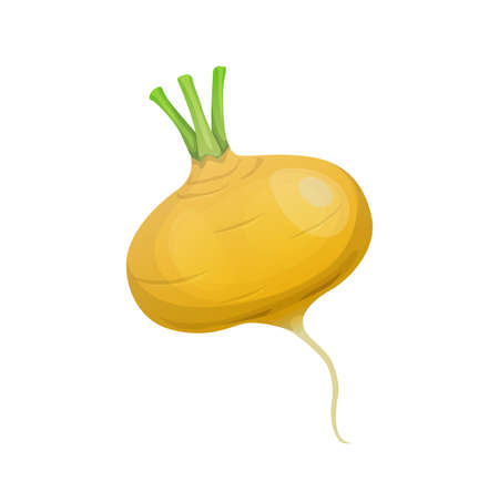 Isolated raw turnip radish, cartoon vegetable food. Vector farm organic harvest of turnip radish veggie for salad ingredient, healthy bio product and natural cookingのイラスト素材
