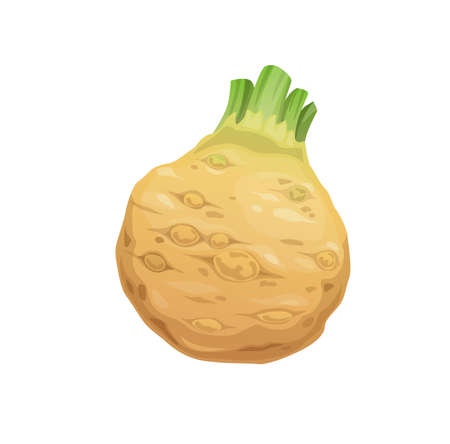 Raw isolated celery root vegetable of farm fresh food. Cartoon vector tuber of celeriac or knob celery plant with green stalk shoots and brown root ball, vegetarian food and organic veggies designのイラスト素材