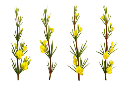 Realistic rooibos plant with flowers, isolated redbush. Vector plant branches of red tea with leaves and yellow blossoms. Aspalathus linearis rooibos herb 3d graphics, herbal tea, antioxidant beverageのイラスト素材