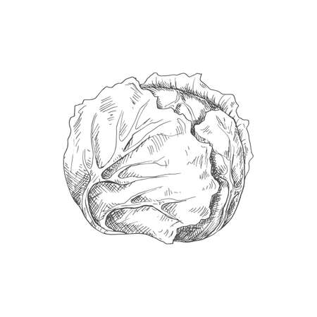 Cabbage head isolated monochrome sketch. Vector vegetable, healthy organic food, autumn agriculture harvestのイラスト素材