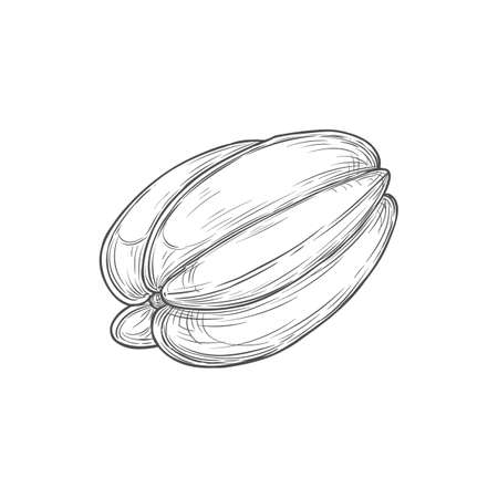Starfruit isolated carambola whole star fruit hand drawn monochrome icon. Vector starfruit, star shape exotic tropical food. Averrhoa carambol cross section, ripe asian dessert, pencil drawnのイラスト素材