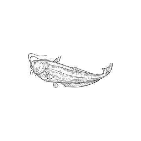 Catfish or sheatfish isolated ray-finished fish monochrome icon. Vecto mekong giant catfish, Candiru toothpick fish with whiskers. Siluridae species, ray-finished catfishes Siluriformes or Nematognathのイラスト素材