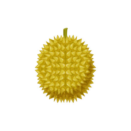 Durian exotic dessert, tasty yellow pulp isolated flat cartoon design. Vector tropical Durio zibethinus, vegetarian food snack. Asian smelling fruit with odour flavor, breadfruit jackfruitのイラスト素材