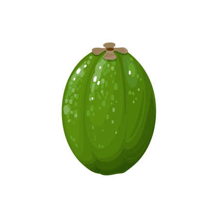 Guavasteen or feijoa isolated whole exotic fruit flat cartoon icon. Vector pineapple guava or guavasteen, tropical food Acca sellowiana, summer dessert. Green, ellipsoid fruit with sweet flavor fruitのイラスト素材