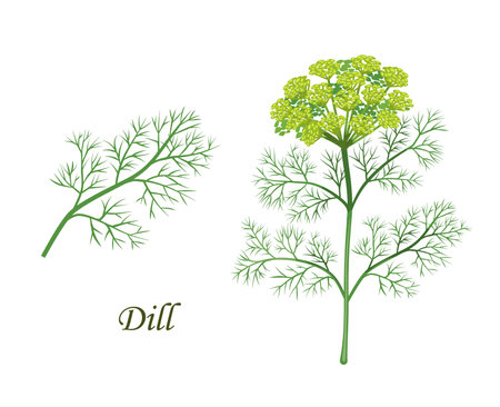 Dill plant, herb seasoning and spice flavoring or cooking ingredient, isolated vector. Dill plant branch with seeds, spice and herbs product illustration for culinary and natural healthy cookingのイラスト素材