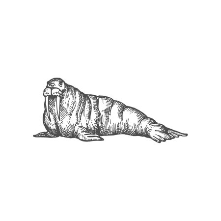 Walrus large flippered marine mammal isolated monochrome sketch icon. Vector male Pacific walrus, Odobenus rosmarus with tusks and whiskers. Northern animal living at North Pole, Arctic Oceanのイラスト素材