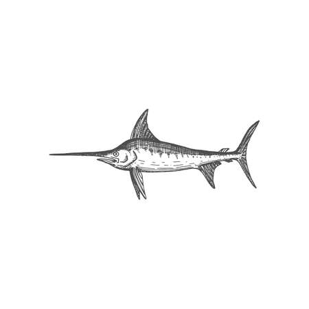 Blue marlin deep sea ocean fish with sword like snout isolated swordfish monochrome sketch icon. Vector long marlin, saltfish with flattened snout. Predatory game fish with flat bill, Xiphiidaeのイラスト素材