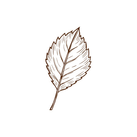 Sketch elm leaf, vector autumn foliage, fallen ulmus tree leaf of brown color with streaks and notches, hand drawn design element, natural object isolated on white backgroundのイラスト素材