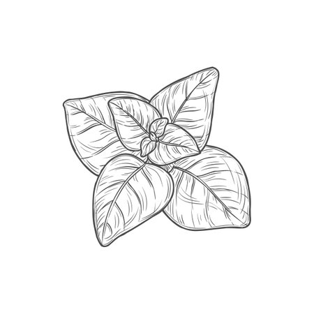 Sketch mint leaves, vector menthol or spearmint aromatic garden plant. Hand drawn melissa herb branch, cooking ingredient isolated on white backgroundのイラスト素材