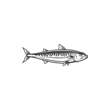 Mackerel fish or scomber fishing or food vector line icon. Ocean fish mackerel or scomber, fisher market catch or cuisine cooking food and restaurant menu symbolのイラスト素材