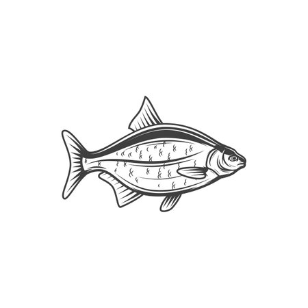 Crucian or carp, fish for fishing or food, vector line icon. Freshwater fish carp crucian or bream from river or lake, cuisine cooking food or restaurant menu and fishery market catchのイラスト素材