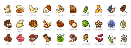 Nuts outline color icons, walnut, almond and cashew seeds, vector peanut and hazelnut. Nuts linear icons of pistachio, macadamia and pecan, food snack coconut, brazil nut and beans or sesame seedsのイラスト素材