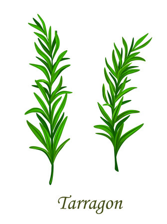 Tarragon herb seasoning or estragon spice flavoring, vector and herbal condiment. Tarragon or estragon plant branch, culinary and cooking ingredient, spice and aroma dressing herbのイラスト素材