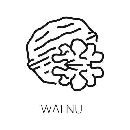 Walnut in shell, whole fruit in husky hardshell isolated outline icon. Vector walnut edible seed of drupe, nutrition organic food, vegetarian superfoodのイラスト素材
