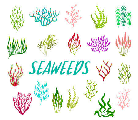Underwater seaweed plants, aquarium and sea algae. Cartoon vector set of colorful coral reef tropical wildlife biodiversity. Ocean undersea water life isolated marine weeds, wracks, laminaria or kelpのイラスト素材