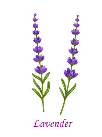 Lavender flower, isolated vector garden plant branch with violet blossoms and green leaves on stem. Cartoon lavandula aromatic herb for perfume and cosmetics, provenceのイラスト素材