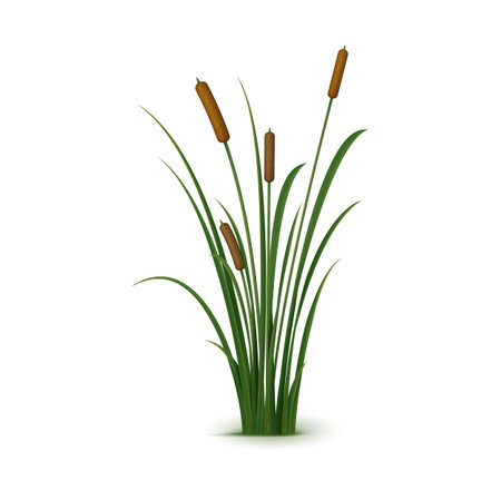Realistic reed, sedge and grass. Isolated 3d vector rush is a tall, perennial plant that grows in wetlands and along shorelines, providing important habitat for many aquatic and terrestrial speciesのイラスト素材