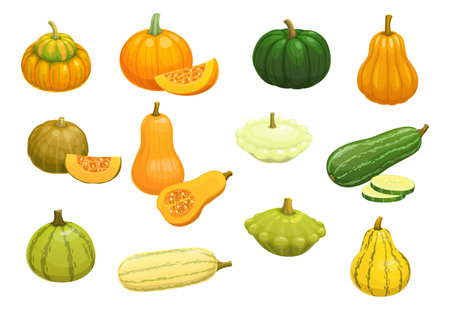 Cartoon raw zucchini, pumpkin, squash and butternut vegetables, vector farm veggies. Organic food plants icons of squash courgette, zucchini marrow and butternut with pumpkin for eat and cookingのイラスト素材