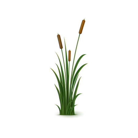 Realistic reed, sedge and grass. Isolated 3d vector tall, perennial plant with long, narrow leaves and feathery seed heads that grows in wetlands and along shorelinesのイラスト素材