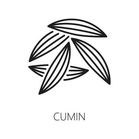 Cumin or caraway seeds isolated culinary herb icon. Vector food seasoning, organic plant used as cooking condiment in traditional medicineのイラスト素材