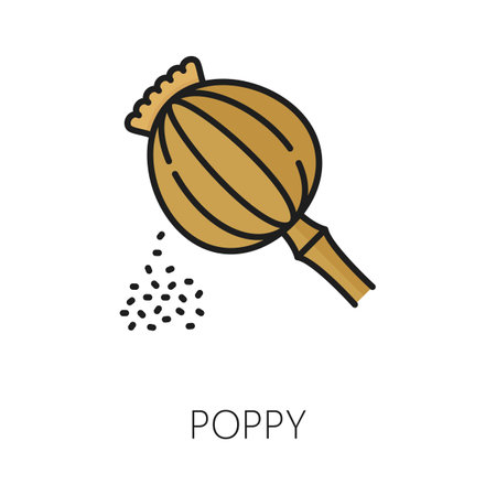 Poppy seeds color outline icon. Vector poppy flower seed head thin line, food condiment, narcotic plant. Papaver flower seasoningのイラスト素材