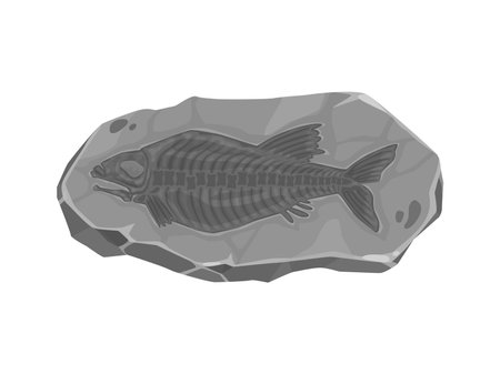 Ancient fish fossil imprint in stone. Prehistoric era aquatic life stone fossil, ocean, sea or river fish skeleton bones archaeological find, paleontology science animal body rock imprintのイラスト素材