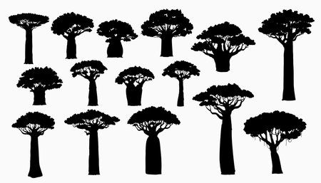 African baobab tree silhouettes. African continent and Madagascar island nature symbol, savannah flora. Tall and high Baobab trees with thick and thin trunks, covered lianas isolated vector silhouetteのイラスト素材
