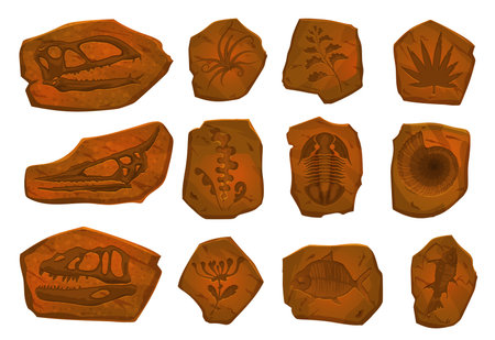 Ancient dinosaur fossil, fish skeleton and plant imprint in stone. Vector archaeological dig set. Dino footprints, sea animals, and mollusk shells in ancient stone pieces, prehistoric evolution itemsのイラスト素材