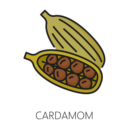 Cardamom pods and seeds color outline icon. Vector spicy seasoning ingredient, raw fragrant cardamum seasoning, organic plantのイラスト素材