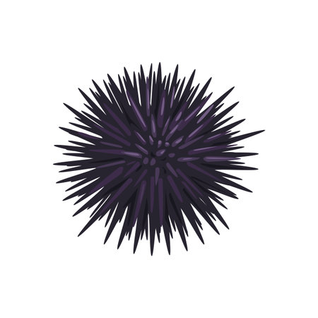 Cartoon seafood, sea urchin for sea food cuisine or restaurant, isolated vector. Raw sea urchin for seafood cuisine, delicatessen dish, cooking ingredient or sushi bar menu and fish market foodのイラスト素材
