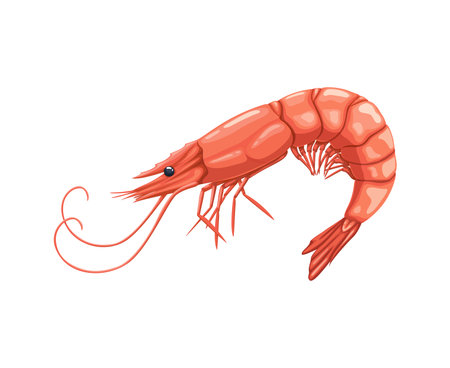 Cartoon seafood, shrimp or prawn for sea food cuisine or restaurant, isolated vector. Whole raw prawn or shrimp for seafood cuisine cooking ingredient or sushi bar menu and fish market food productのイラスト素材