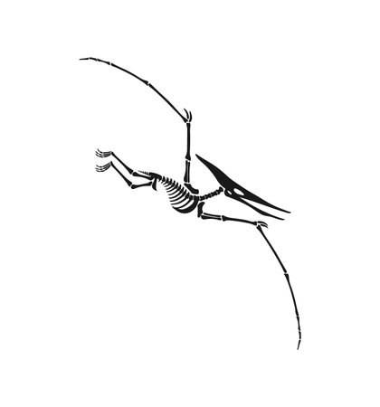 Pterodactylus dinosaur skeleton fossil or Jurassic dino bones, isolated vector. Dinosaur bird or pterosaur reptile archeology fossil skeleton imprint of extinct flying lizard or Pterodactylus dinoのイラスト素材