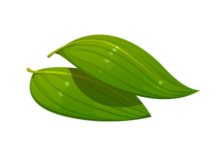 Cartoon green bamboo leaves for Japanese sushi, rolls or zongzi sticky rice dumpling preparation. Isolated vector fresh, vibrant pair of leaves representing freshness and Japan food cuisine mealsのイラスト素材