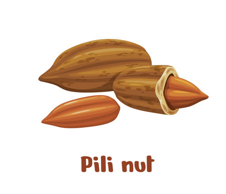 Pili nuts or Canarium Ovatum plant seed kernels for food, vector icon. Philippines tropical pili nuts in shell and raw peeled for vegetarian healthy organic fruits or edible seed foodstuffのイラスト素材