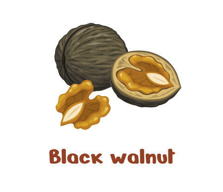 Uncommon black walnut nut. Isolated cartoon vector whole nut, peeled kernel and a split walnut half, showing the intricate texture of the shell and the rich, golden interior. Natural healthy productのイラスト素材