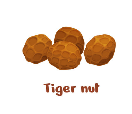 Uncommon tiger nuts or chufa, nutrient-rich tubers with a sweet, nutty flavor, used in snacks and beverages, high in fiber, healthy fats, and essential minerals, popular health food, natural nutritionのイラスト素材